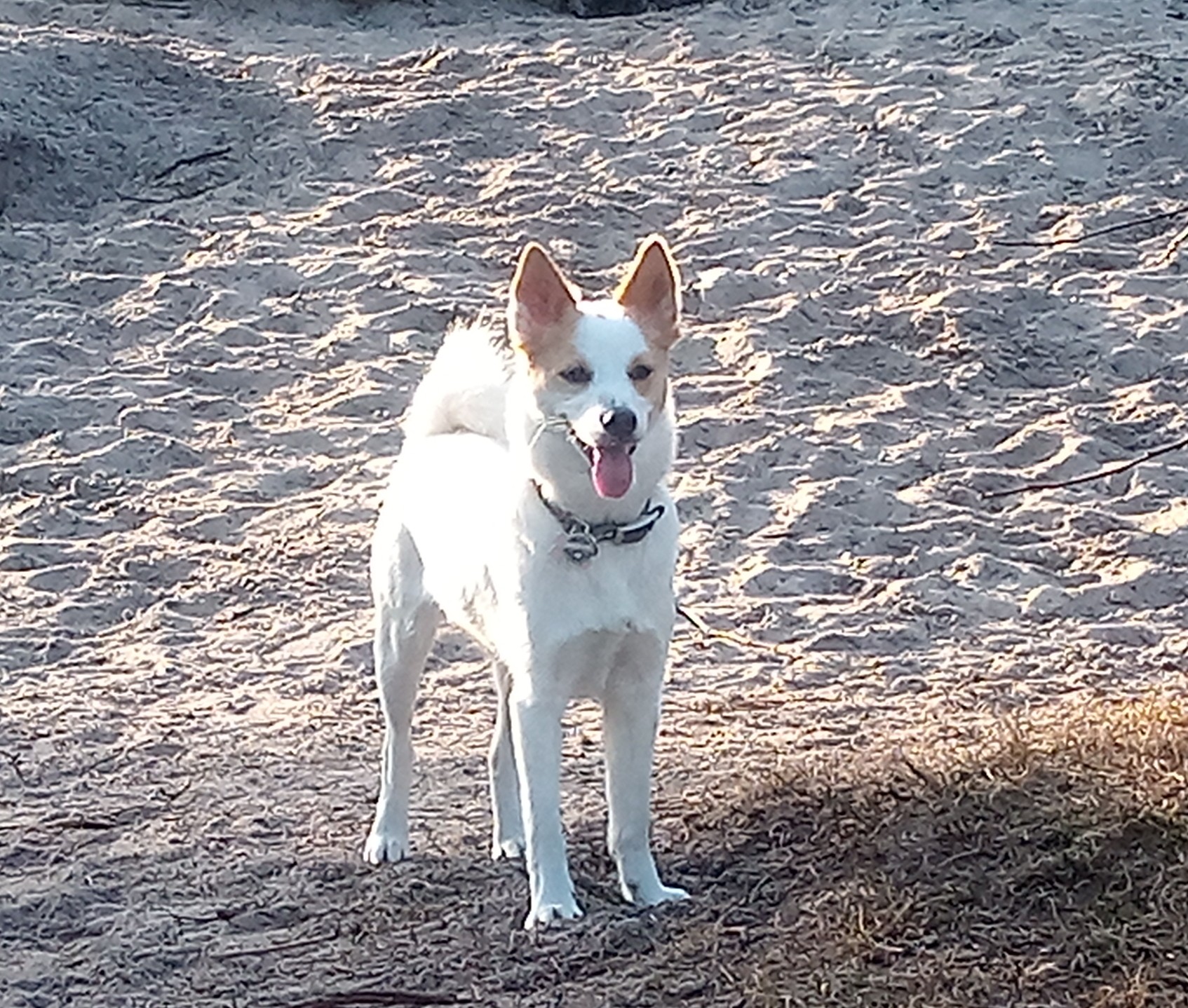 Auri