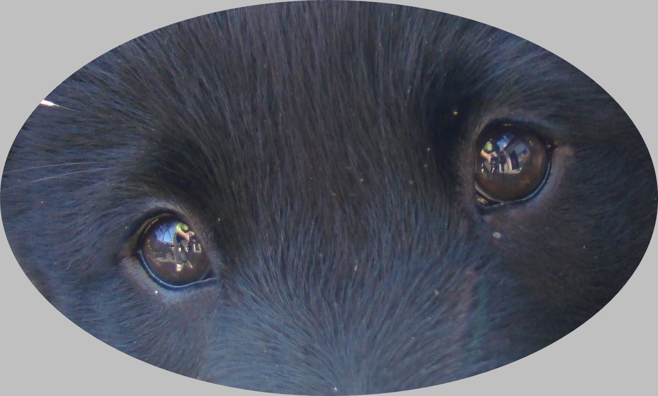 Bärchens glänzende Augen