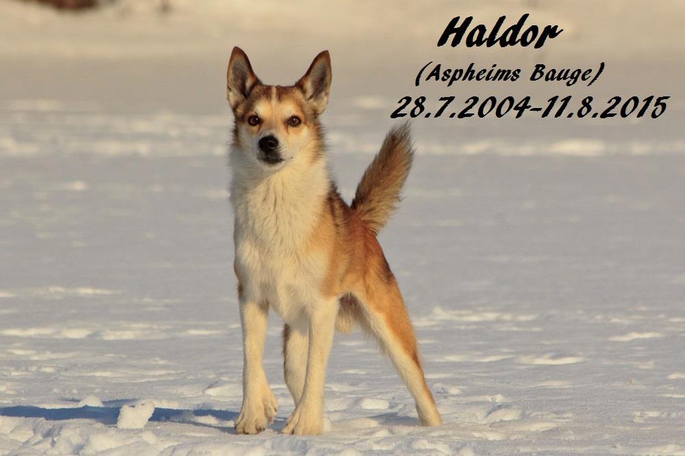 Haldor Aspheims Bauge 28.7.2004 - 11.08.2015 Jenni Kaipainen
