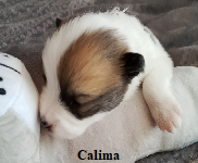 Calima 10