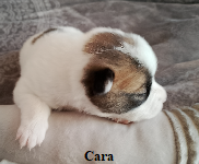Cara 10
