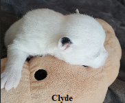 Clyde 8
